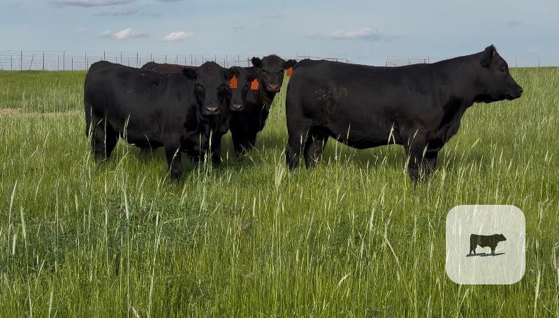 Cattle Range Listing Photo