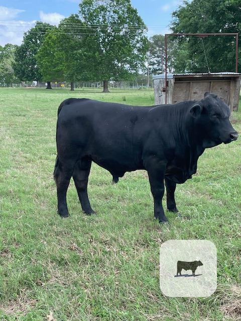 Cattle Range Listing Photo