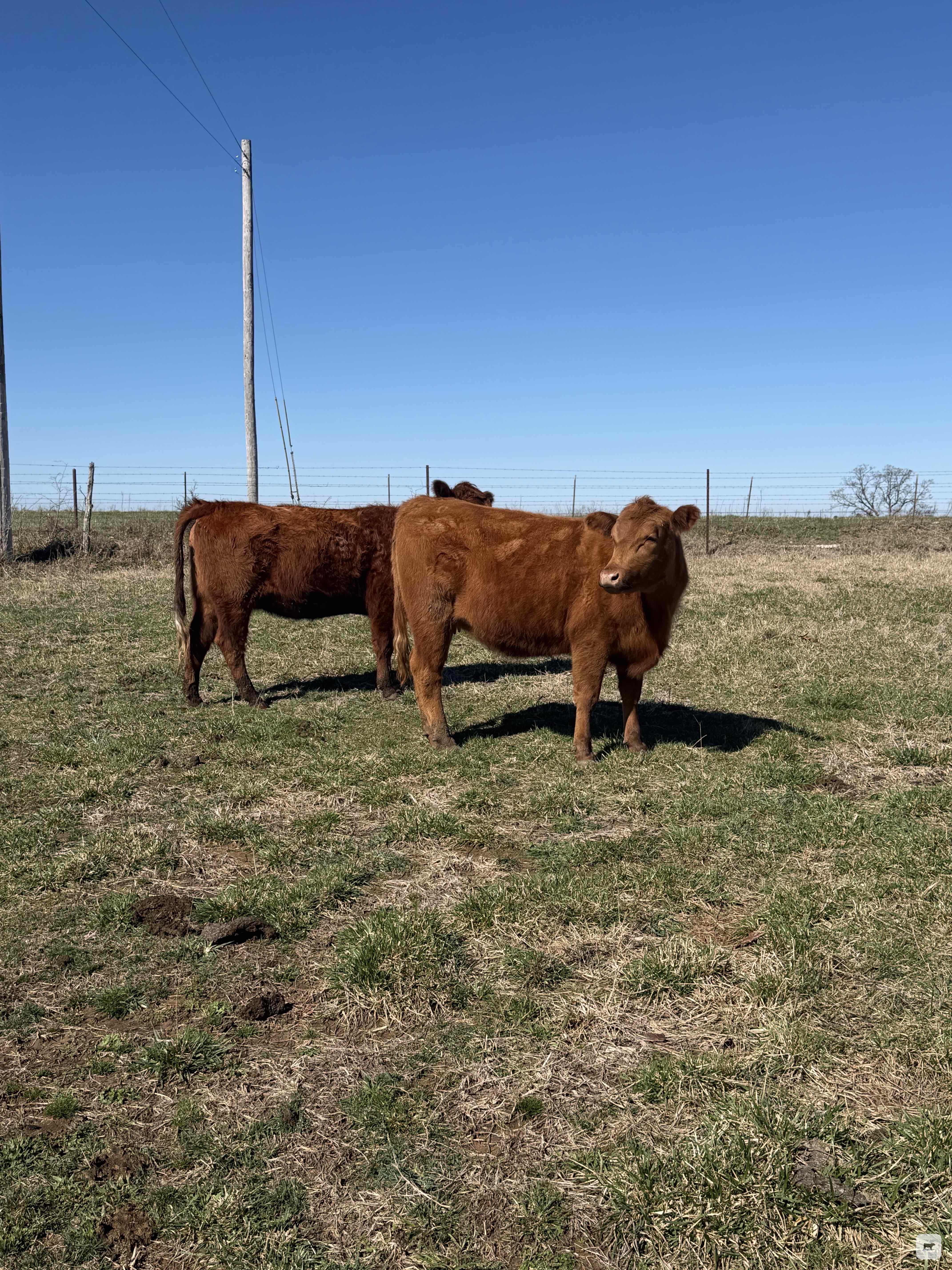 Cattle Range Listing Photo