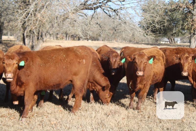 Cattle Range Listing Photo