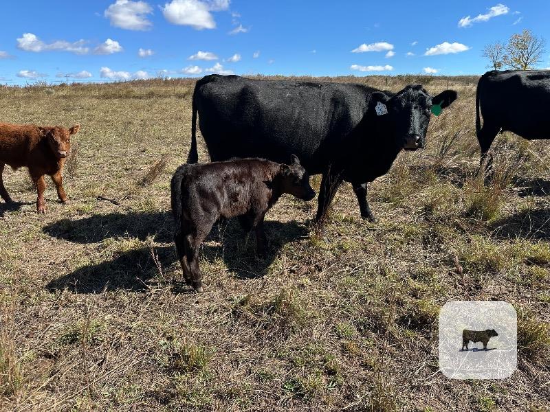 Cattle Range Listing Photo