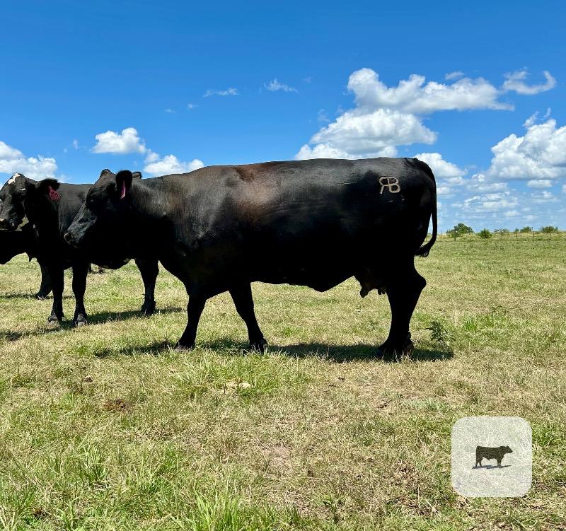 Cattle Range Listing Photo
