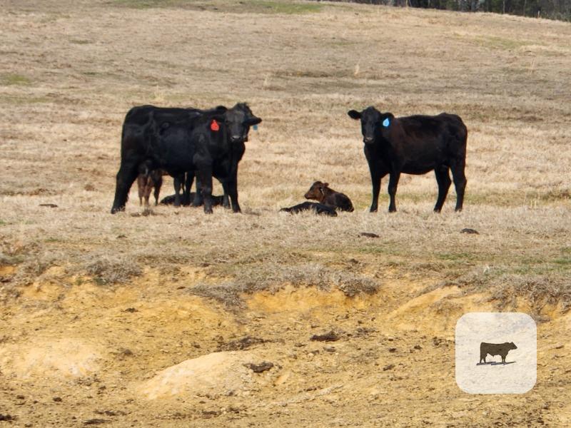 Cattle Range Listing Photo