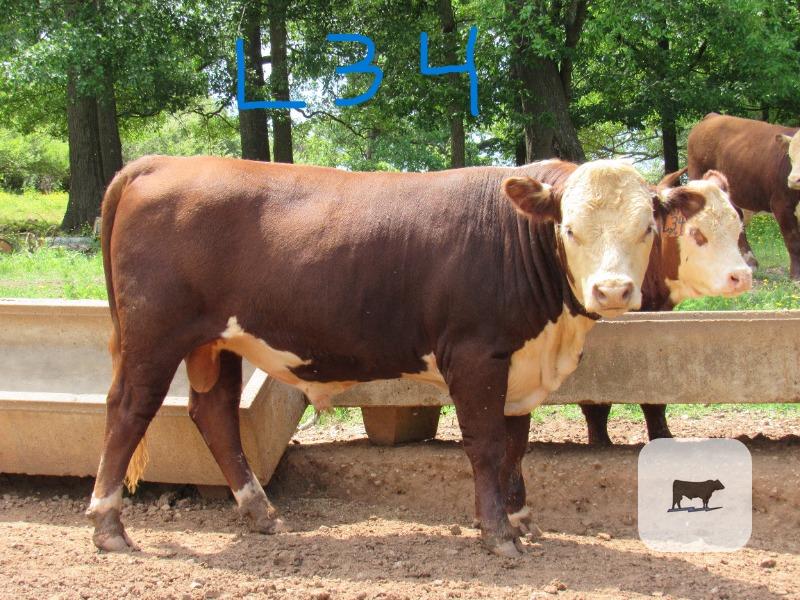 Cattle Range Listing Photo
