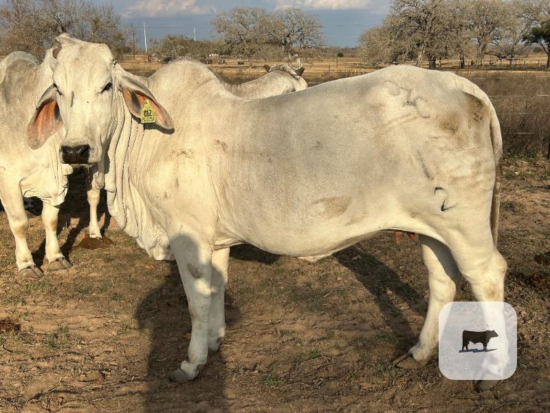 Cattle Range Listing Photo