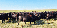 80 Angus Cows... N. Central NE
