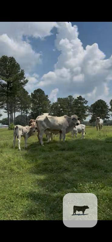 Cattle Range Listing Photo