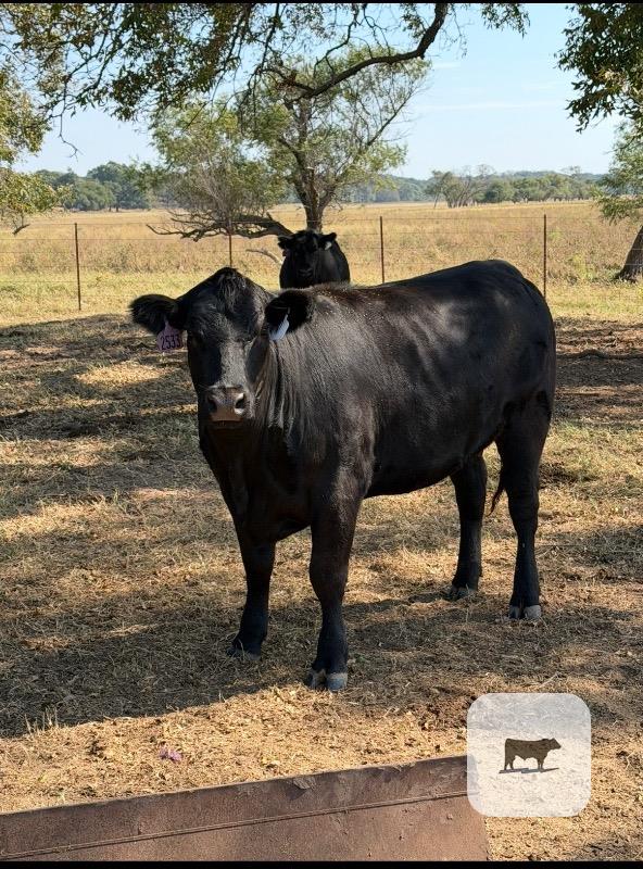 Cattle Range Listing Photo