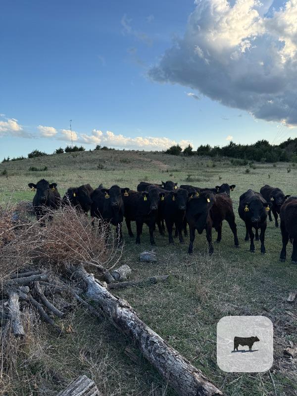 Cattle Range Listing Photo