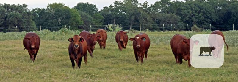 Cattle Range Listing Photo