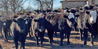 138 Angus & 'BWF' Rep. Heifers... Southwest MO