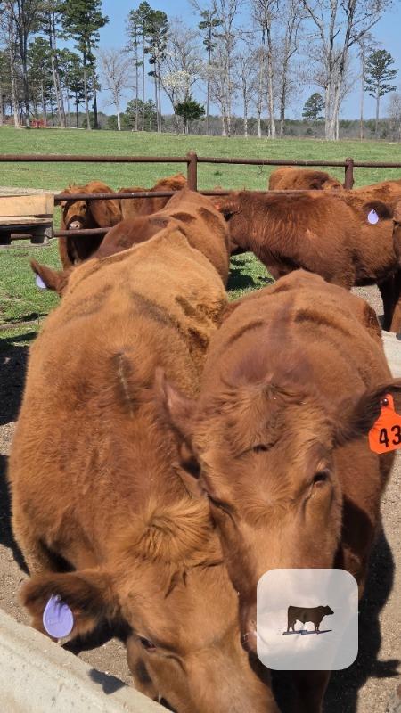 Cattle Range Listing Photo