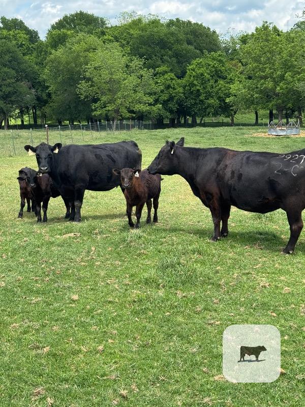 Cattle Range Listing Photo