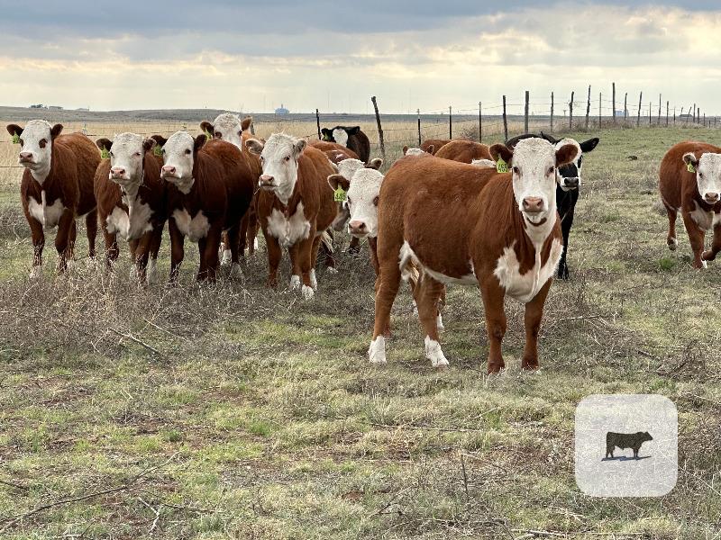 Cattle Range Listing Photo