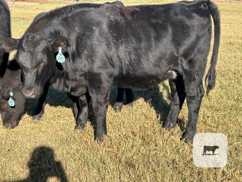 Cattle Range Listing Photo