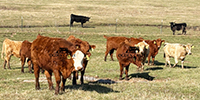22 Red Angus, RWF & Charolais Cross Rep. Heifers... Southwest MO