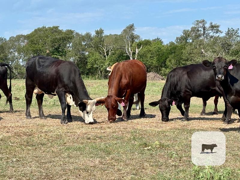 Cattle Range Listing Photo