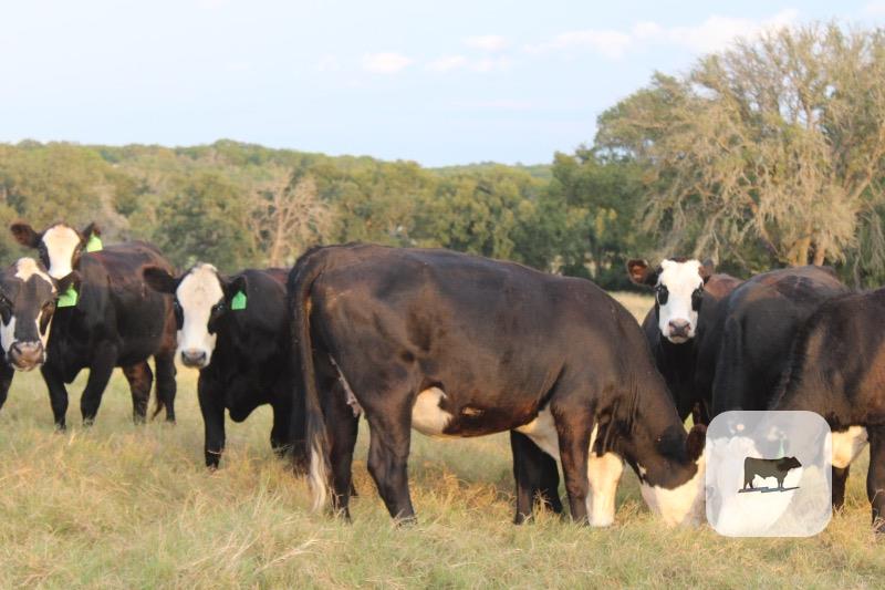 Cattle Range Listing Photo