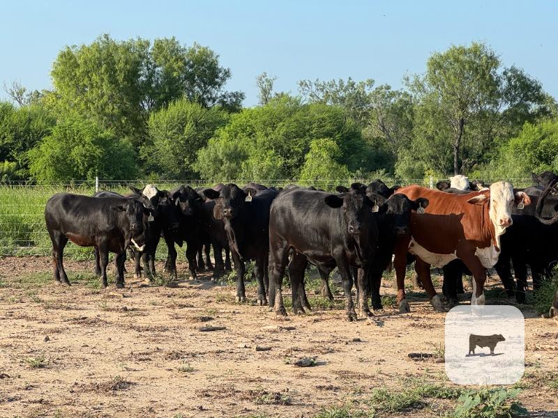 Cattle Range Listing Photo