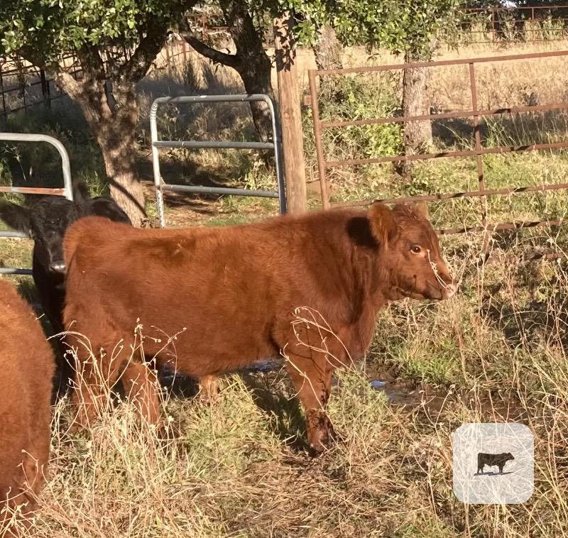 Cattle Range Listing Photo