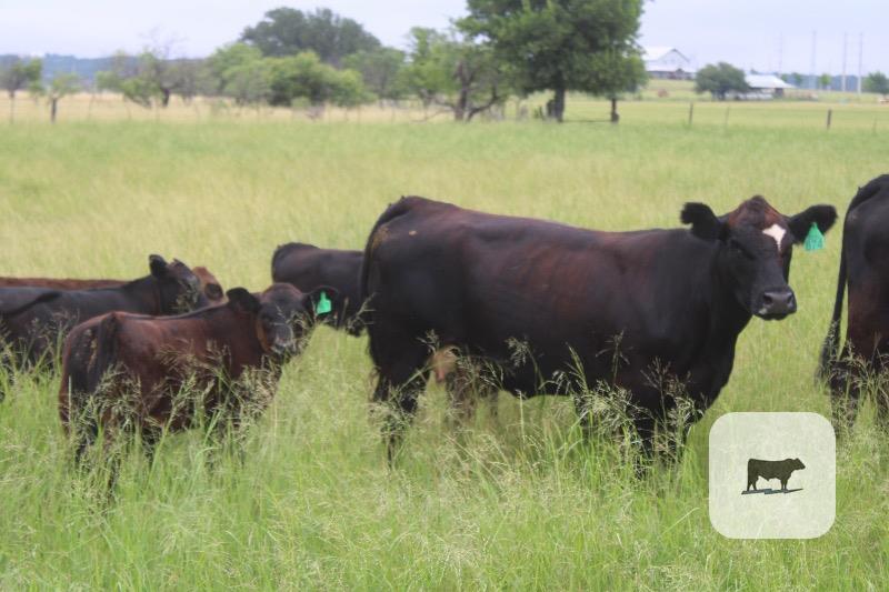 Cattle Range Listing Photo