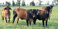 35 Reg. Braford & Brahman Cross Bred Heifers... East TX