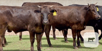 11 Wagyu & Wagyu/Angus Feeder Steers... Central TX