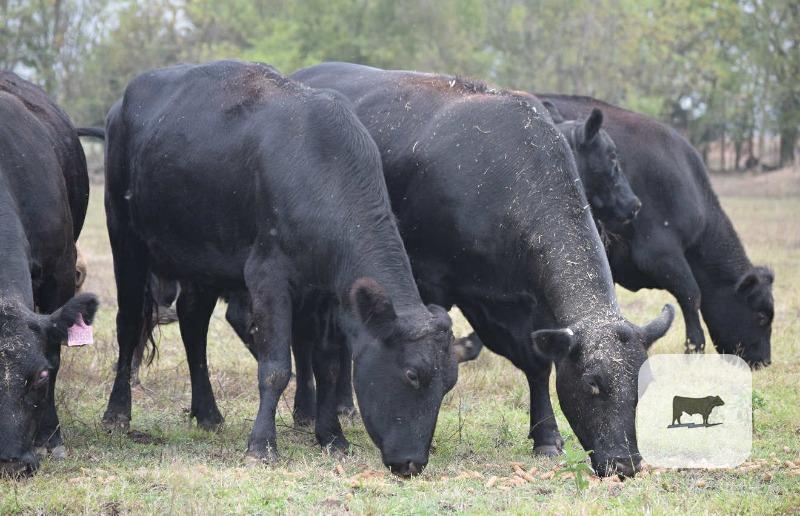 Cattle Range Listing Photo