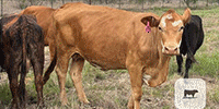 44 Black, Red & Yellow Crossbred Cows w/ 3+ Calves... Central TX
