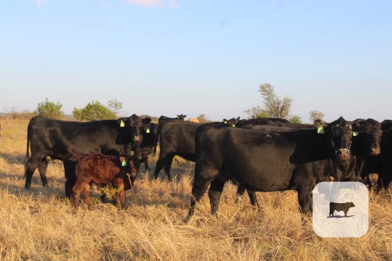 Cattle Range Listing Photo