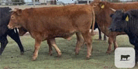 20 Wagyu, Wagyu Cross & Akaushi Feeder Steers... Central TX