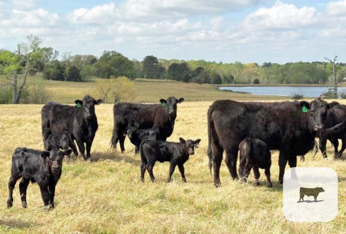 How fast is Mature Cow Size Increasing?