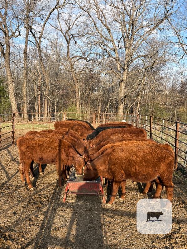 Cattle Range Listing Photo