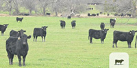 250	Angus/Brangus Rep. Heifers... North TX