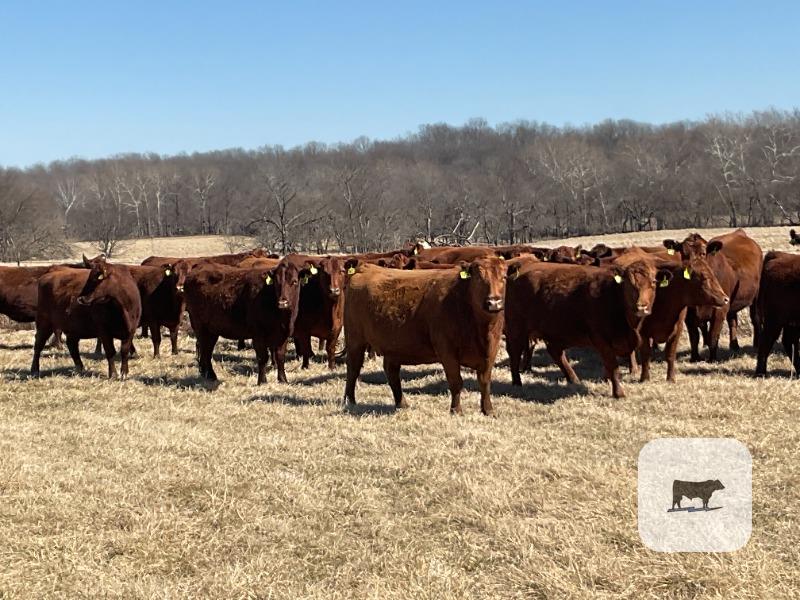 Cattle Range Listing Photo