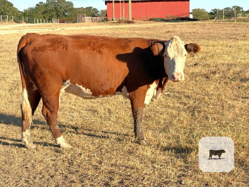 Cattle Range Listing Photo