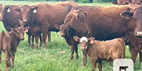 45 American Red 2nd-Calf Pairs... Northeast OK