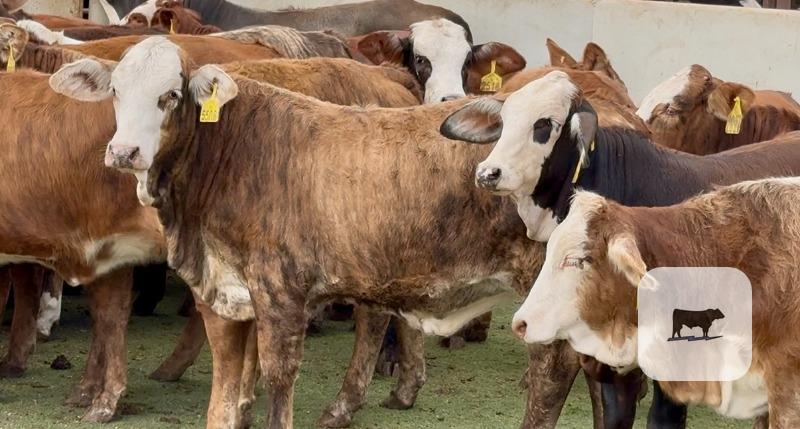 Cattle Range Listing Photo