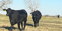 11 Brangus Bred Heifers... Southeast TX