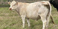 150	Crossbred Cows w/ 5+ Calves... Central TX