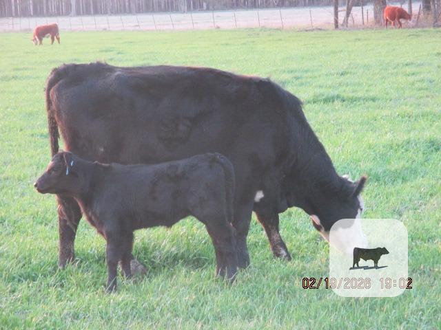 Cattle Range Listing Photo