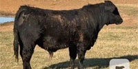 9 SimAngus Bulls... Southwest OK