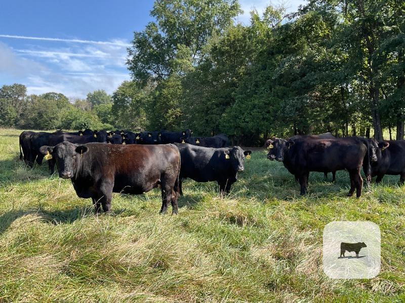 Cattle Range Listing Photo