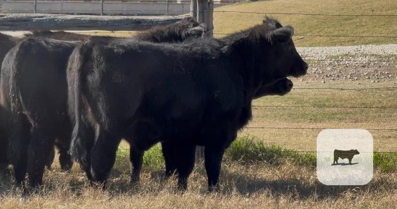 Cattle Range Listing Photo