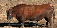 2 Reg. Red Angus Bulls... Northern AL