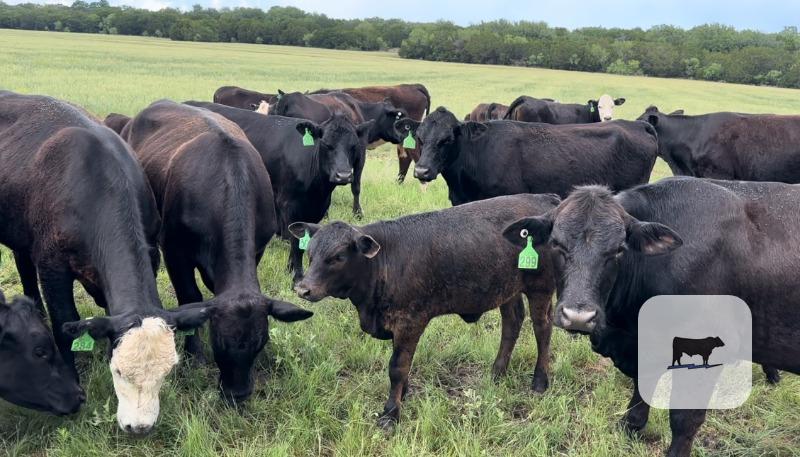 Cattle Range Listing Photo