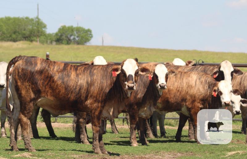 Cattle Range Listing Photo