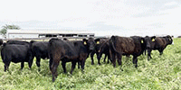 65 Angus & BWF Rep. Heifers... Southwest MO