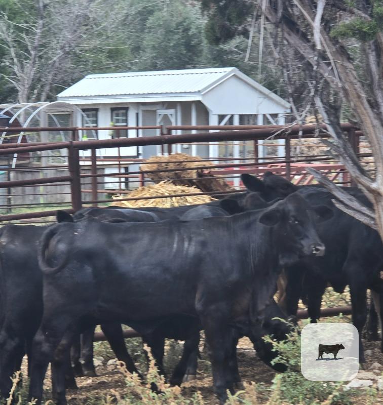 Cattle Range Listing Photo