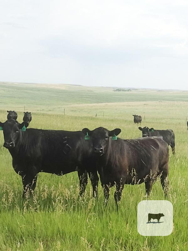 Cattle Range Listing Photo